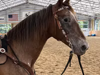 Farasi jike, Appaloosa — picha 2