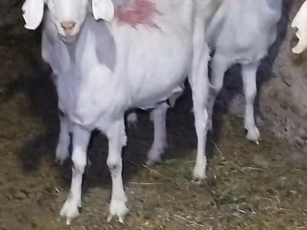 Mbuzi jike, Saanen goat