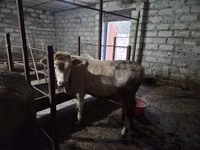 Bull, Red-spotted breed — photo 4