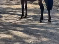 Caballo, Caballos — foto 1