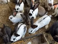 Geese — फ़ोटो 6