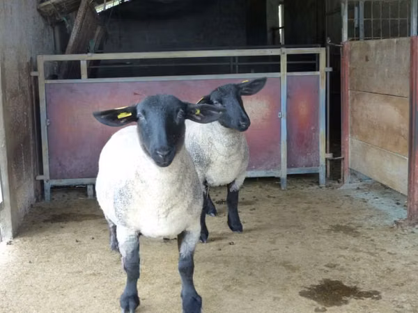 भेड़, White Suffolk sheep