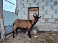 बकरा, Italian Alpine goat — फ़ोटो 2