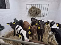 Bull, Russian Black pied cattle — photo 4