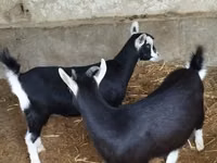 عنزة, Alpine goat — الصورة 8