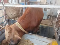 公牛, Cattle — 照片 7