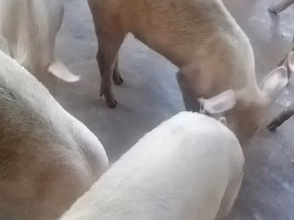 Cerdos (lote, sexo no especificado), 