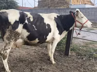 Ng'ombe jike, Banda la Holstein — picha 3