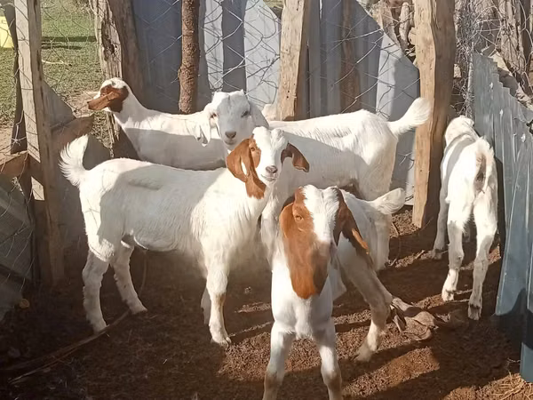 Mbuzi (kikundi, jinsia haijatajwa), Boer goat