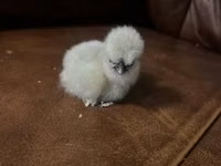 Ayam Cemani — Foto 6