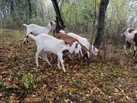 母山羊, Nubian Goat — 照片 2