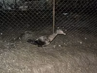 pato criollo doméstico — foto 1