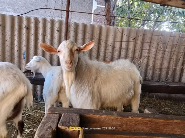 बकरा, Saanen goat