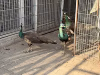 Chickens — picha 3