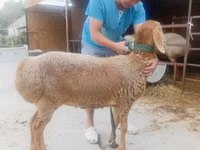 भेड़, Arashan sheep — फ़ोटो 2