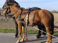 घोड़ी, Hungarian horse breed — फ़ोटो 4