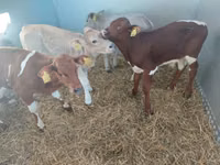 Bulle, Simmental cattle — Foto 3