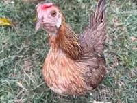 Danish hen — picha 2