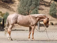 Caballo, Quarter Horse — foto 6