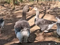 Geese — foto 4