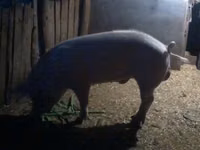 Boar, Pigs — photo 1