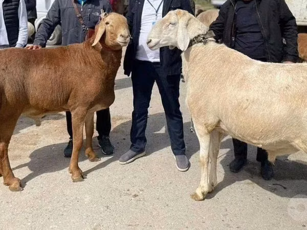 Ram, Sheep