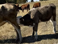 Toro, Vaca roja sin cuernos — foto 4
