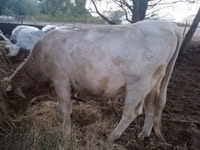 Ng'ombe dume, Charolais cattle — picha 1