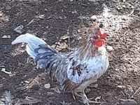 Japanisches Bantam — Foto 3