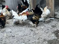Chickens — الصورة 3