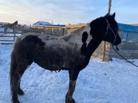 Caballo, Yakutian horse — foto 3