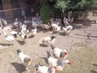 ससेक्स — फ़ोटो 3