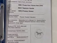 Yegua, Arabian horse — foto 6