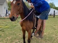 Horse (M), Tennessee Walking Horse — photo 4