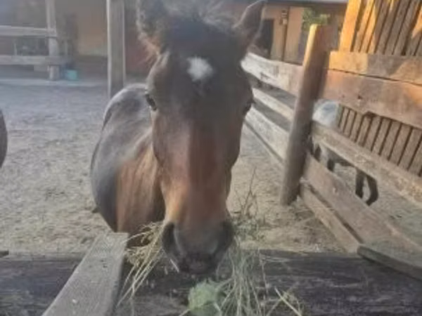 Farasi dume, Welsh Cob