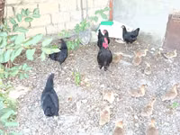Chickens — photo 2