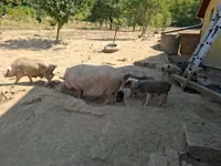 Boar — photo 4