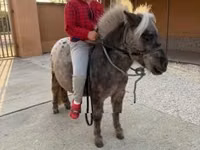 Caballo, Falabella — foto 1
