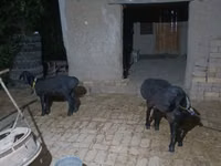Mbuzi dume, Mbuzi — picha 2