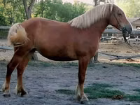 Farasi jike, Haflinger — picha 5