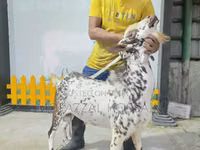 Dume la kondoo, Sicilian Barbaresca sheep — picha 2