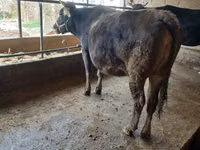 Ng'ombe jike, Swiss cattle — picha 1