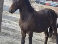 Farasi dume, Welsh Cob — picha 3