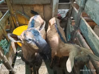 Mbuzi (kikundi, jinsia haijatajwa), Alpine goat — picha 3