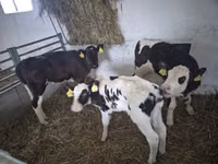 Cow, Russian Black pied cattle — photo 2