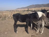 Caballo, Russian Don — foto 3