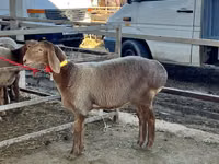 भेड़, Arashan sheep — फ़ोटो 2