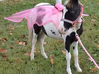 فرس, Miniature horse — الصورة 4