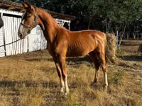 Yegua, Dutch warmblood horse — foto 2