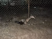 Ducks — 照片 2